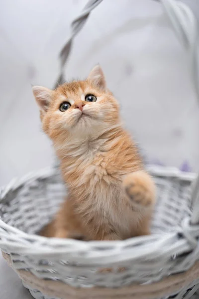 Gatinho Escocês Britânico Gato Birma Munchkin Animais Gato Gatinho Animal — Fotografia de Stock