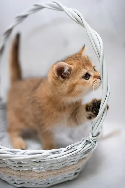 Koťátko Skotské Britský Kočka Barma Munchkin Zvířata Kočka Kotě Zvíře — Stock fotografie
