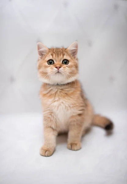 Gatinho Escocês Britânico Gato Birma Munchkin Animais Gato Gatinho Animal — Fotografia de Stock