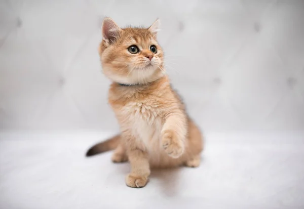 Gattino Scozzese Britannico Gatto Burma Munchkin Animali Gatto Gattino Animale — Foto Stock