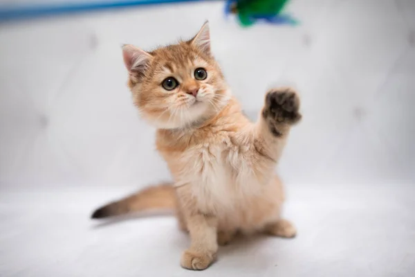 Kitten Scottish British Cat Burma Munchkin Animals Cat Kitten Animal — Stock Photo, Image