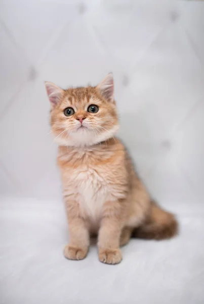 Kätzchen Schottische Britische Katze Burma Munchkin Tiere Katze Kätzchen Tier — Stockfoto