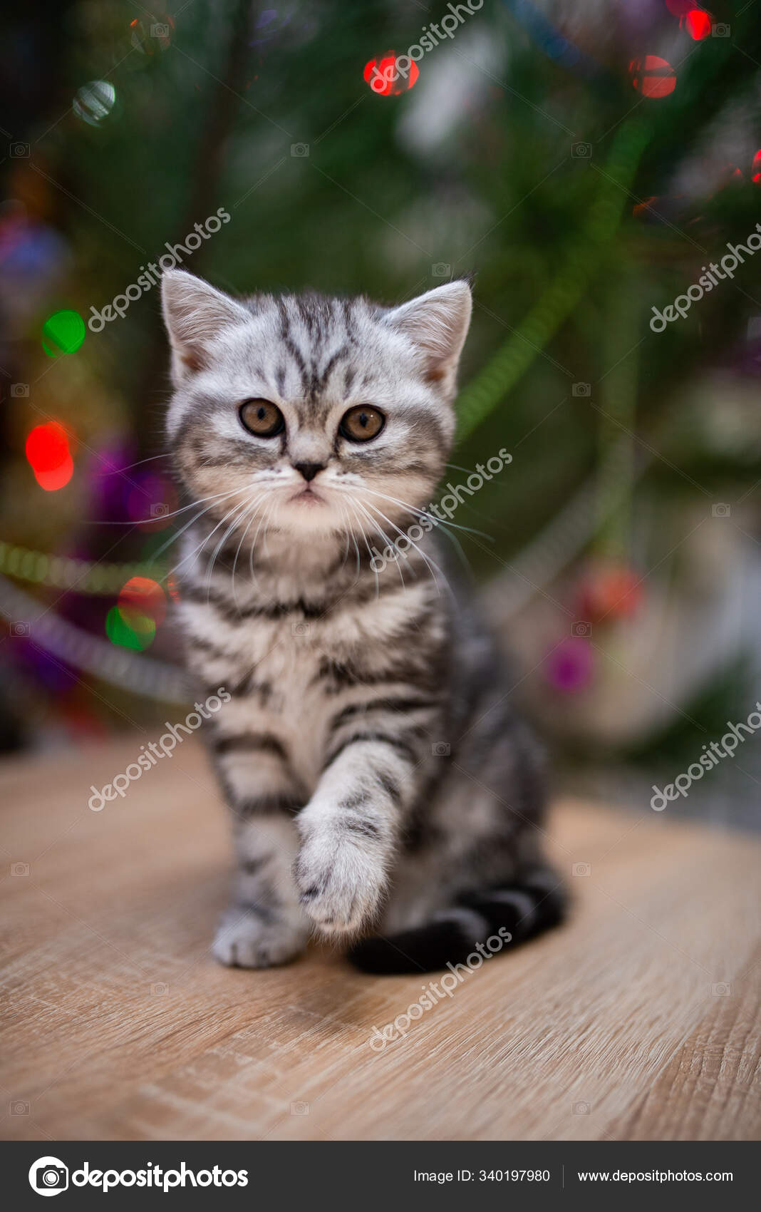 子猫スコットランド英国猫バーママンチキン動物猫 ペット かわいい ふわふわ 座って ペルシャ 哺乳類 美しい 肖像画 スコットランド — ストック写真  © DashOlivia #340197980, image size:1068x1700