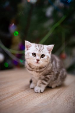 İskoç kedisi Burma cüce hayvanlar kedi, kedi, kedi, hayvan, evcil hayvan, sevimli, beyaz, kedi, kedi, kedi, tüylü, oturan, İranlı, memeli, güzel, portre, İngiltere, İskoç, Burma, Munchkin, hayvanlar, kediler, tımar