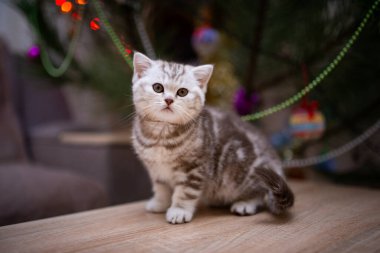 İskoç kedisi Burma cüce hayvanlar kedi, kedi, kedi, hayvan, evcil hayvan, sevimli, beyaz, kedi, kedi, kedi, tüylü, oturan, İranlı, memeli, güzel, portre, İngiltere, İskoç, Burma, Munchkin, hayvanlar, kediler, tımar