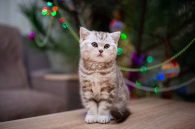 İskoç kedisi burma munchkin hayvanlar kedi, kedi, kedi, hayvan, hayvan, sevimli, beyaz, kedi, evcil, mavi, kedi, kedi, pofuduk, oturan, İranlı, memeli, güzel, portre, İngiltere, İskoç, Burma, Munchkin, hayvanlar, at, siyah, kedi, tımar,