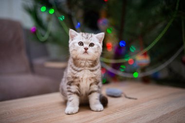 İskoç kedisi burma munchkin hayvanlar kedi, kedi, kedi, hayvan, hayvan, sevimli, beyaz, kedi, evcil, mavi, kedi, kedi, pofuduk, oturan, İranlı, memeli, güzel, portre, İngiltere, İskoç, Burma, Munchkin, hayvanlar, at, siyah, kedi, tımar,