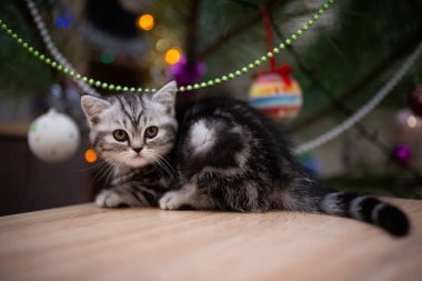 İskoç kedisi burma munchkin hayvanlar kedi, kedi, kedi, hayvan, hayvan, sevimli, beyaz, kedi, evcil, mavi, kedi, kedi, pofuduk, oturan, İranlı, memeli, güzel, portre, İngiltere, İskoç, Burma, Munchkin, hayvanlar, at, siyah, kedi, tımar,