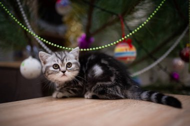 İskoç kedisi burma munchkin hayvanlar kedi, kedi, kedi, hayvan, hayvan, sevimli, beyaz, kedi, evcil, mavi, kedi, kedi, pofuduk, oturan, İranlı, memeli, güzel, portre, İngiltere, İskoç, Burma, Munchkin, hayvanlar, at, siyah, kedi, tımar,