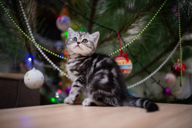 İskoç kedisi burma munchkin hayvanlar kedi, kedi, kedi, hayvan, hayvan, sevimli, beyaz, kedi, evcil, mavi, kedi, kedi, pofuduk, oturan, İranlı, memeli, güzel, portre, İngiltere, İskoç, Burma, Munchkin, hayvanlar, at, siyah, kedi, tımar,