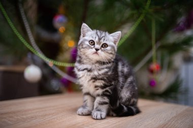 İskoç kedisi burma munchkin hayvanlar kedi, kedi, kedi, hayvan, hayvan, sevimli, beyaz, kedi, evcil, mavi, kedi, kedi, pofuduk, oturan, İranlı, memeli, güzel, portre, İngiltere, İskoç, Burma, Munchkin, hayvanlar, at, siyah, kedi, tımar,