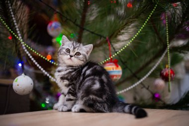 İskoç kedisi burma munchkin hayvanlar kedi, kedi, kedi, hayvan, hayvan, sevimli, beyaz, kedi, evcil, mavi, kedi, kedi, pofuduk, oturan, İranlı, memeli, güzel, portre, İngiltere, İskoç, Burma, Munchkin, hayvanlar, at, siyah, kedi, tımar,