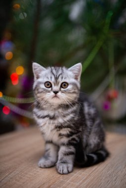 İskoç kedisi burma munchkin hayvanlar kedi, kedi, kedi, hayvan, hayvan, sevimli, beyaz, kedi, evcil, mavi, kedi, kedi, pofuduk, oturan, İranlı, memeli, güzel, portre, İngiltere, İskoç, Burma, Munchkin, hayvanlar, at, siyah, kedi, tımar,