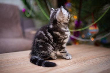 İskoç kedisi burma munchkin hayvanlar kedi, kedi, kedi, hayvan, hayvan, sevimli, beyaz, kedi, evcil, mavi, kedi, kedi, pofuduk, oturan, İranlı, memeli, güzel, portre, İngiltere, İskoç, Burma, Munchkin, hayvanlar, at, siyah, kedi, tımar,