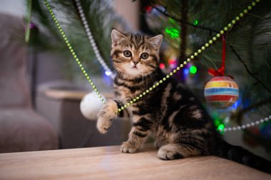 Kedi, kedi, kedi, kedi, kedi, kedi, hayvan, sevimli, beyaz, kedi, evcil, kürk, tapılası, mavi, kedi, tüylü, safkan, oturma, steyşın, İran, memeli, güzel, portre, İngiliz, İskoç, 