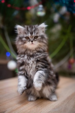 Kedi, kedi, kedi, kedi, kedi, kedi, hayvan, sevimli, beyaz, kedi, evcil, kürk, tapılası, mavi, kedi, tüylü, safkan, oturma, steyşın, İran, memeli, güzel, portre, İngiliz, İskoç, 