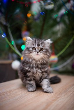 Kedi, kedi, kedi, kedi, kedi, kedi, hayvan, sevimli, beyaz, kedi, evcil, kürk, tapılası, mavi, kedi, tüylü, safkan, oturma, steyşın, İran, memeli, güzel, portre, İngiliz, İskoç, 