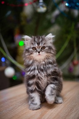 Kedi, kedi, kedi, kedi, kedi, kedi, hayvan, sevimli, beyaz, kedi, evcil, kürk, tapılası, mavi, kedi, tüylü, safkan, oturma, steyşın, İran, memeli, güzel, portre, İngiliz, İskoç, 