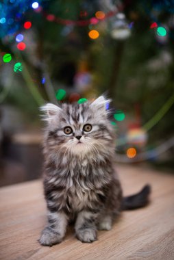 Kedi, kedi, kedi, kedi, kedi, kedi, hayvan, sevimli, beyaz, kedi, evcil, kürk, tapılası, mavi, kedi, tüylü, safkan, oturma, steyşın, İran, memeli, güzel, portre, İngiliz, İskoç, 