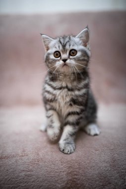 Kedi, kedi, kedi, kedi, kedi, kedi, hayvan, sevimli, beyaz, kedi, evcil, kürk, tapılası, mavi, kedi, tüylü, safkan, oturma, steyşın, İran, memeli, güzel, portre, İngiliz, İskoç, 