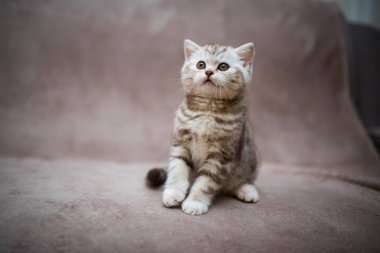 Kedi, kedi, kedi, kedi, kedi, kedi, hayvan, sevimli, beyaz, kedi, evcil, kürk, tapılası, mavi, kedi, tüylü, safkan, oturma, steyşın, İran, memeli, güzel, portre, İngiliz, İskoç, 