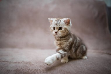 Kedi, kedi, kedi, kedi, kedi, kedi, hayvan, sevimli, beyaz, kedi, evcil, kürk, tapılası, mavi, kedi, tüylü, safkan, oturma, steyşın, İran, memeli, güzel, portre, İngiliz, İskoç, 