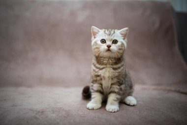 Kedi, kedi, kedi, kedi, kedi, kedi, hayvan, sevimli, beyaz, kedi, evcil, kürk, tapılası, mavi, kedi, tüylü, safkan, oturma, steyşın, İran, memeli, güzel, portre, İngiliz, İskoç, 