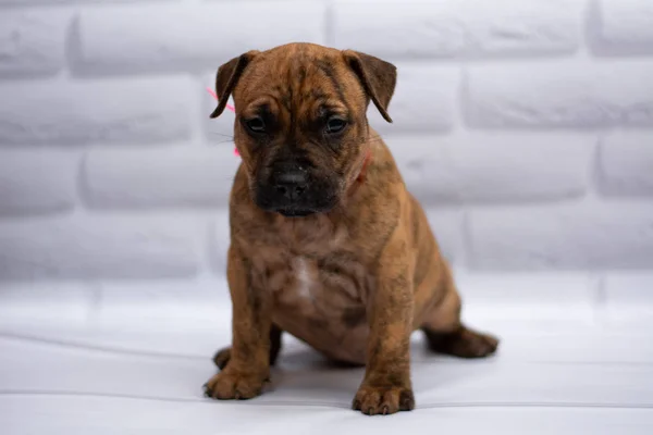 Personnel Toilettage Des Chiens Staffordshire Terrier Boxer Combats — Photo