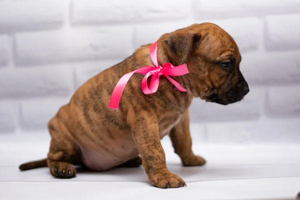 Personnel Toilettage Des Chiens Staffordshire Terrier Boxer Combats — Photo