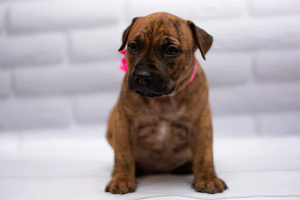 Personal Aseo Perro Staffordshire Terrier Boxeador Lucha — Foto de Stock