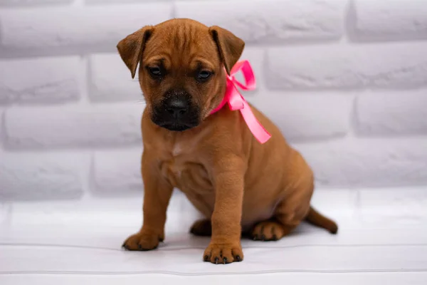 Dog Grooming Staff Staffordshire Terrier Boxer Fighting — Stock Photo, Image