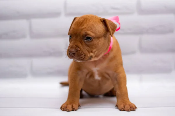 Personal Aseo Perro Staffordshire Terrier Boxeador Lucha — Foto de Stock