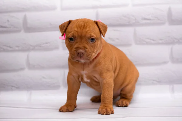 Personal Aseo Perro Staffordshire Terrier Boxeador Lucha — Foto de Stock