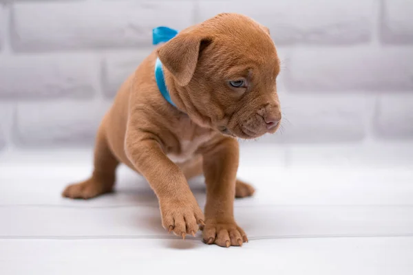 Personal Aseo Perro Staffordshire Terrier Boxeador Lucha — Foto de Stock