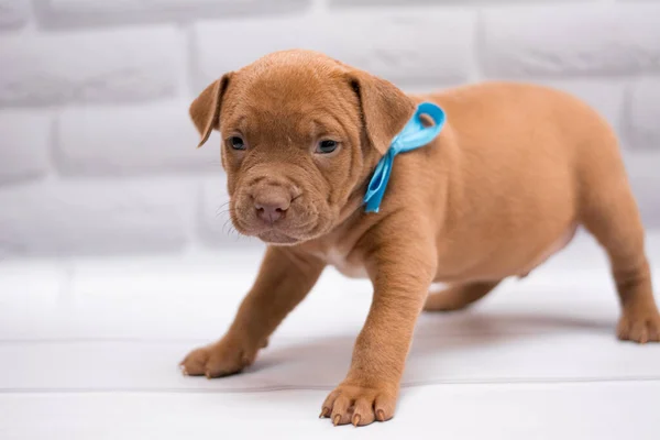 Personnel Toilettage Des Chiens Staffordshire Terrier Boxer Combats — Photo