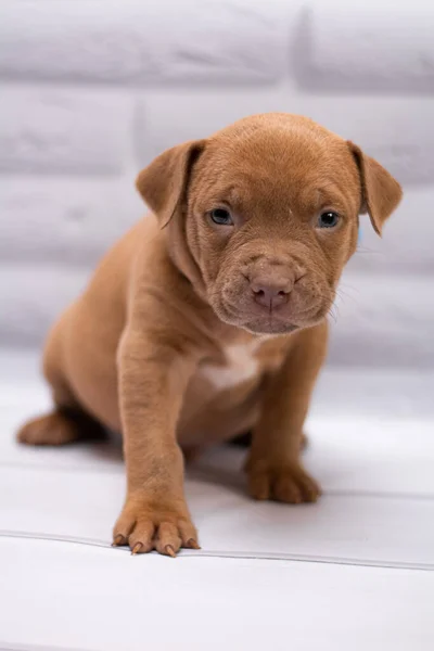 Dog Grooming Staff Staffordshire Terrier Boxer Fighting — Stock Photo, Image