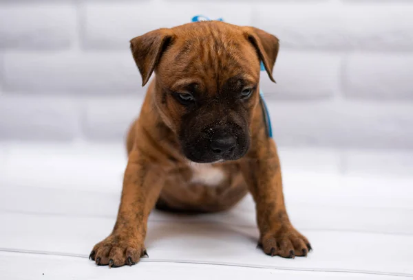 Personnel Toilettage Des Chiens Staffordshire Terrier Boxer Combats — Photo