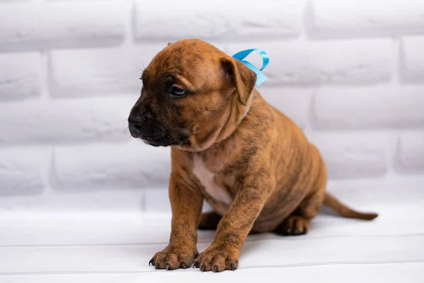 Personal Aseo Staffordshire Terrier Boxeador Lucha — Foto de Stock