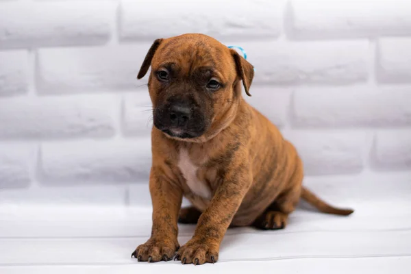 Personal Aseo Staffordshire Terrier Boxeador Lucha — Foto de Stock