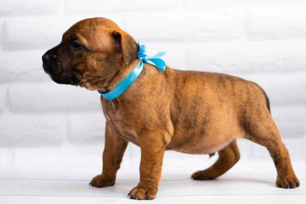 Personal Aseo Staffordshire Terrier Boxeador Lucha — Foto de Stock