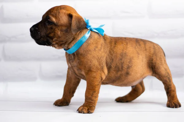 Personal Aseo Staffordshire Terrier Boxeador Lucha — Foto de Stock