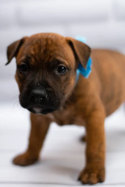 Personal Aseo Staffordshire Terrier Boxeador Lucha —  Fotos de Stock