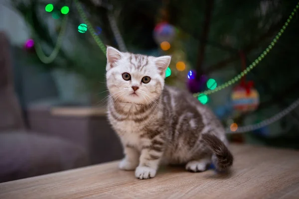 고양이는 얼룩덜룩 고양이 Burma Munchkin 고양이 고양이 귀엽고 고양이 고양이 — 스톡 사진