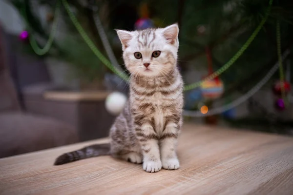 고양이는 얼룩덜룩 고양이 Burma Munchkin 고양이 고양이 귀엽고 고양이 고양이 — 스톡 사진