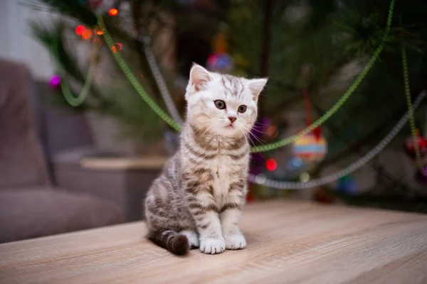 고양이는 얼룩덜룩 고양이 Burma Munchkin 고양이 고양이 귀엽고 고양이 고양이 — 스톡 사진