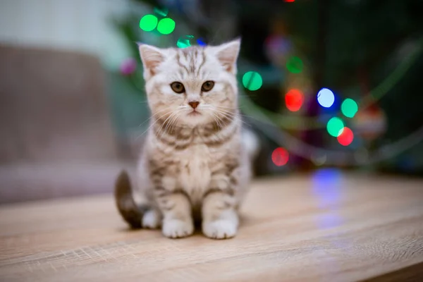 고양이는 얼룩덜룩 고양이 Burma Munchkin 고양이 고양이 귀엽고 고양이 고양이 — 스톡 사진