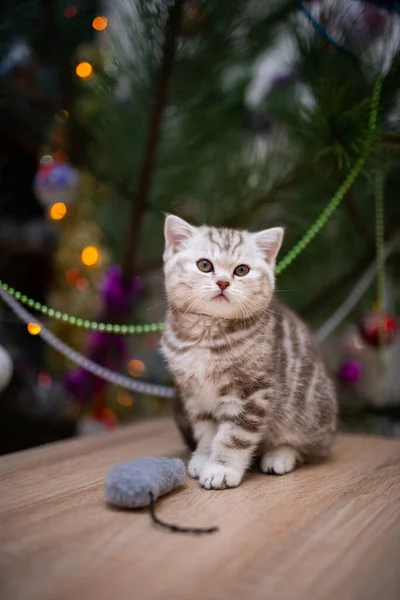 Gatinho Escocês Britânico Gato Birma Munchkin Animais Gato Gatinho Animal — Fotografia de Stock