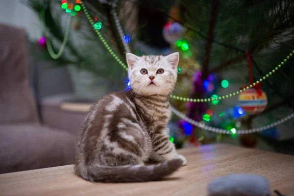 Gatinho Escocês Britânico Gato Birma Munchkin Animais Gato Gatinho Animal — Fotografia de Stock