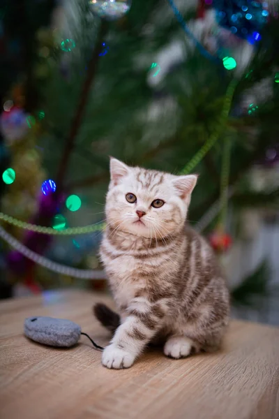 Gatinho Escocês Britânico Gato Birma Munchkin Animais Gato Gatinho Animal — Fotografia de Stock