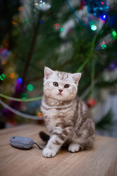 고양이는 얼룩덜룩 고양이 Burma Munchkin 고양이 고양이 귀엽고 고양이 고양이 — 스톡 사진